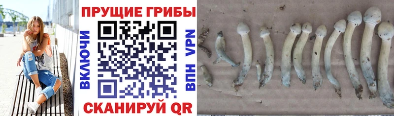 Псилоцибиновые грибы GOLDEN TEACHER  Курск 